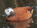 South African Shelduck